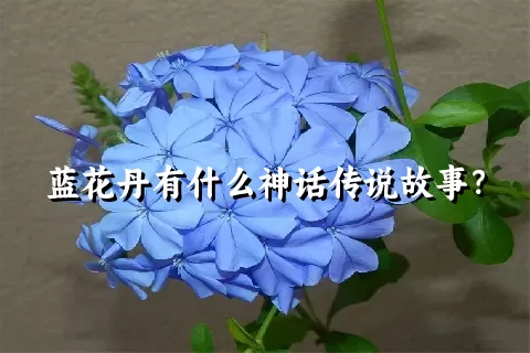 蓝花丹有什么神话传说故事？