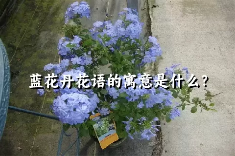 蓝花丹花语的寓意是什么？