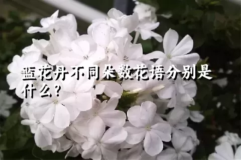 蓝花丹不同朵数花语分别是什么？