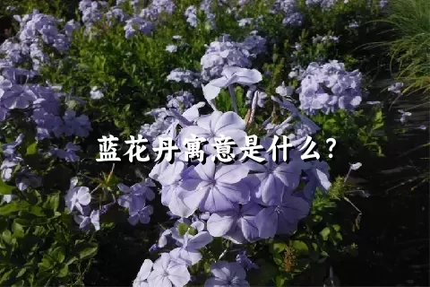 蓝花丹寓意是什么？