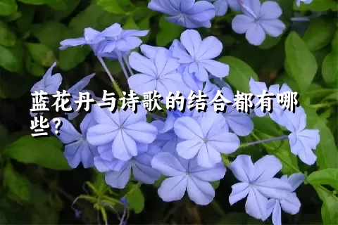 蓝花丹与诗歌的结合都有哪些？