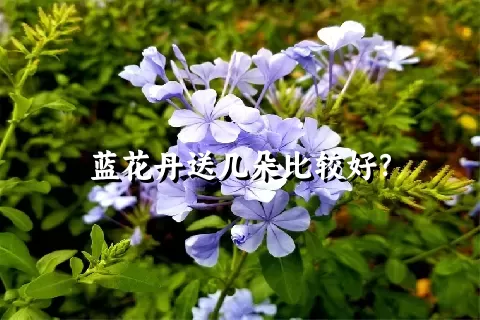 蓝花丹送几朵比较好？