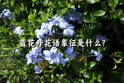 蓝花丹花语象征是什么？