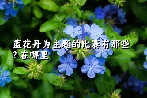 蓝花丹为主题的比赛有那些？在哪里