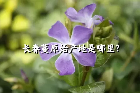 长春蔓原始产地是哪里？