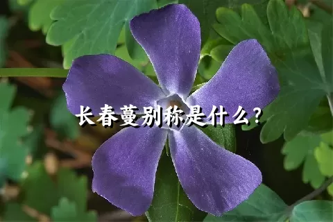 长春蔓别称是什么？