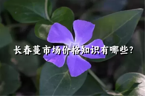 长春蔓市场价格知识有哪些？