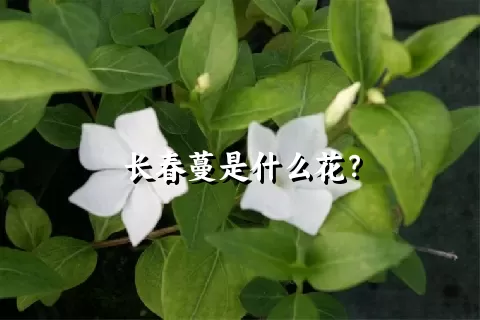 长春蔓是什么花？