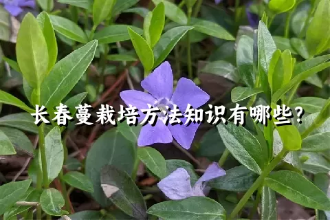 长春蔓栽培方法知识有哪些？