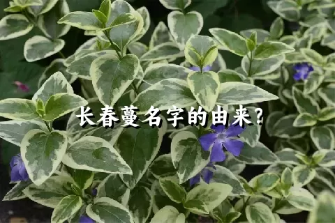 长春蔓名字的由来？