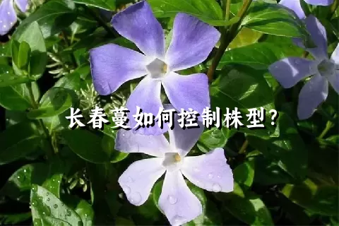 长春蔓如何控制株型？