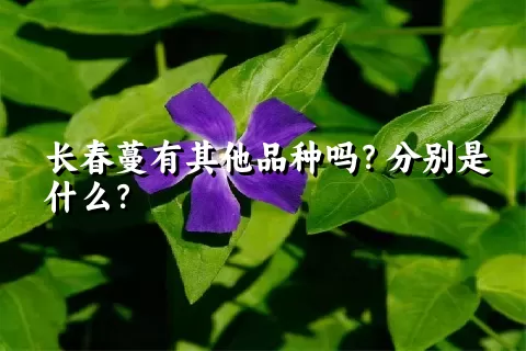 长春蔓有其他品种吗？分别是什么？