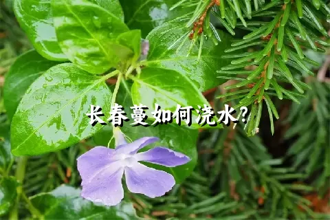 长春蔓如何浇水？