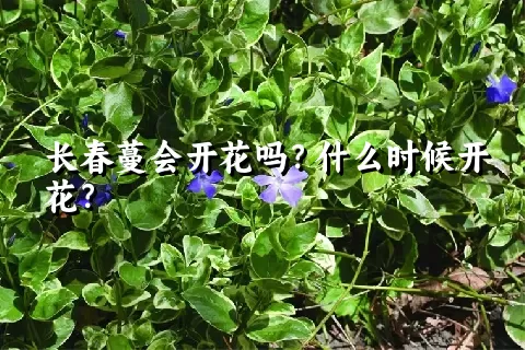 长春蔓会开花吗？什么时候开花？