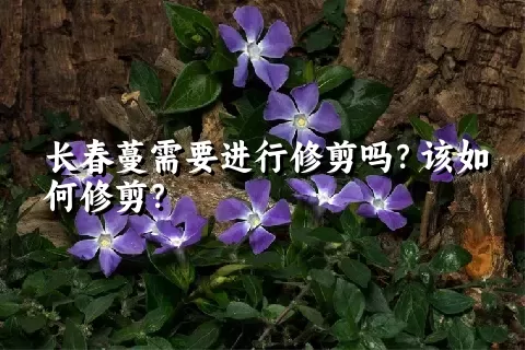 长春蔓需要进行修剪吗？该如何修剪？