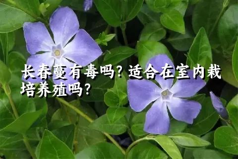 长春蔓有毒吗？适合在室内栽培养殖吗？