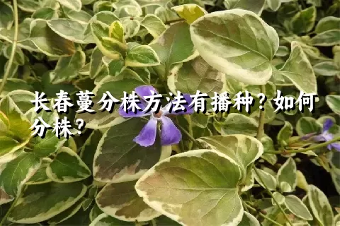 长春蔓分株方法有播种？如何分株？