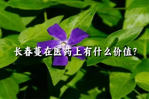 长春蔓在医药上有什么价值？