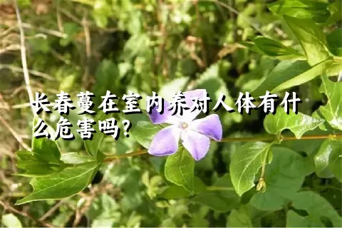 长春蔓在室内养对人体有什么危害吗？