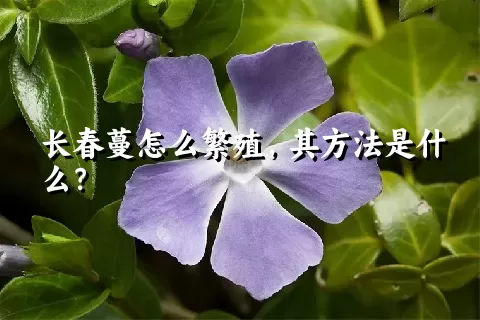 长春蔓怎么繁殖，其方法是什么？