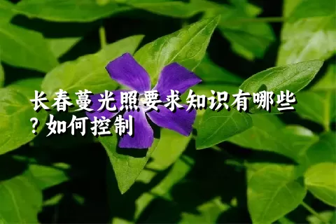 长春蔓光照要求知识有哪些？如何控制