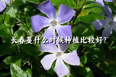 长春蔓什么时候种植比较好？