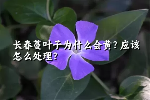 长春蔓叶子为什么会黄？应该怎么处理？