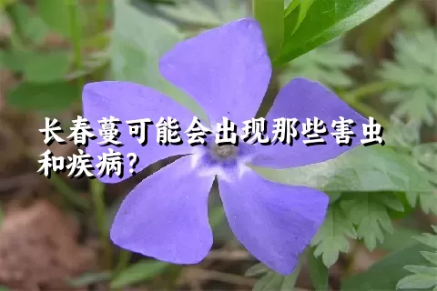 长春蔓可能会出现那些害虫和疾病？