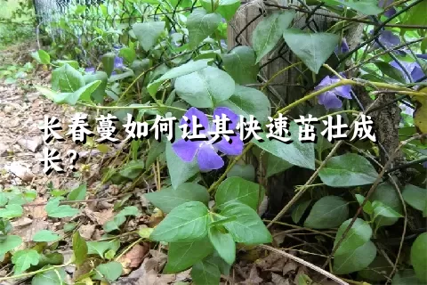 长春蔓如何让其快速茁壮成长？