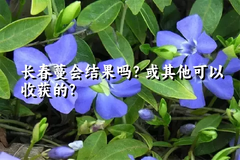 长春蔓会结果吗？或其他可以收获的？