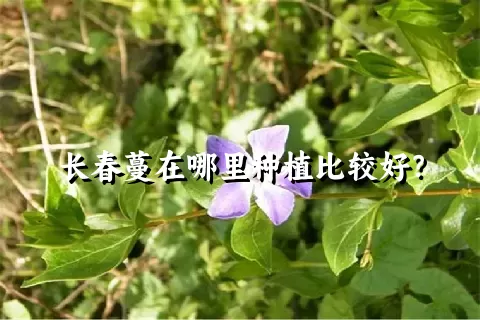 长春蔓在哪里种植比较好？