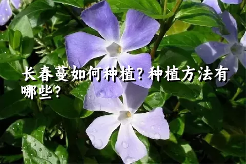 长春蔓如何种植？种植方法有哪些？