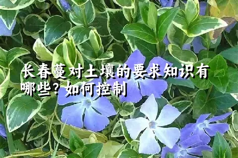 长春蔓对土壤的要求知识有哪些？如何控制