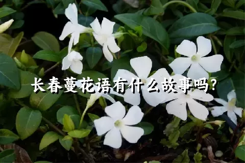 长春蔓花语有什么故事吗？