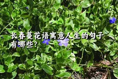 长春蔓花语寓意人生的句子有哪些？