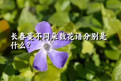 长春蔓不同朵数花语分别是什么？