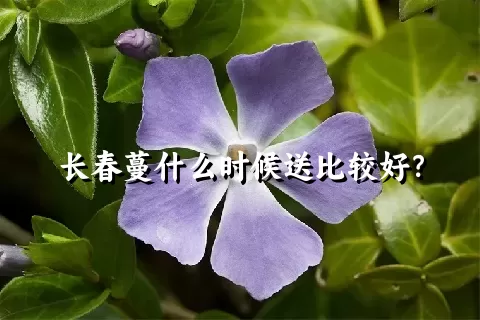 长春蔓什么时候送比较好？