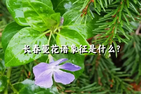 长春蔓花语象征是什么？