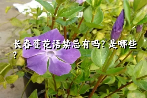 长春蔓花语禁忌有吗？是哪些？