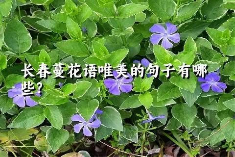 长春蔓花语唯美的句子有哪些？