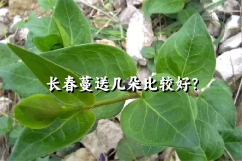 长春蔓送几朵比较好？