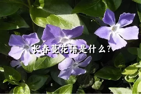 长春蔓花语是什么？