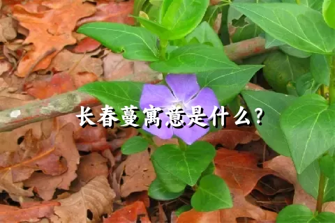 长春蔓寓意是什么？