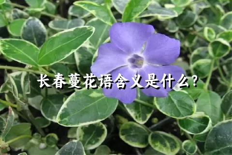 长春蔓花语含义是什么？