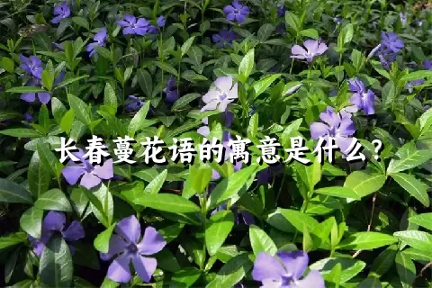 长春蔓花语的寓意是什么？