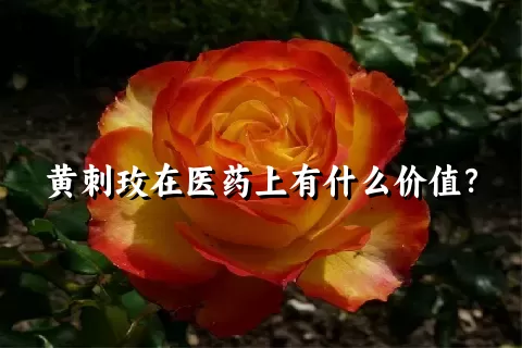 黄刺玫在医药上有什么价值？