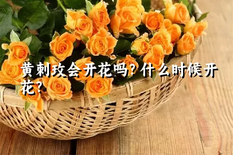 黄刺玫会开花吗？什么时候开花？