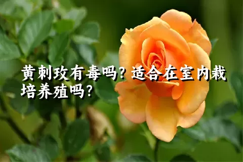 黄刺玫有毒吗？适合在室内栽培养殖吗？