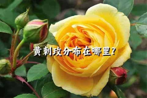 黄刺玫分布在哪里?