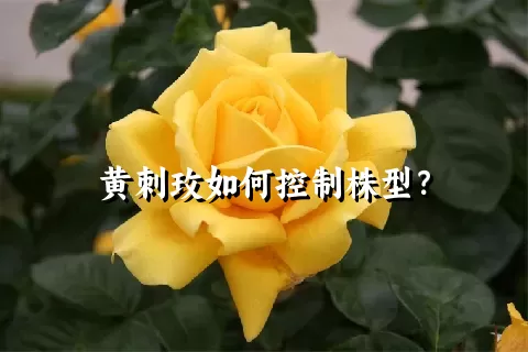 黄刺玫如何控制株型？